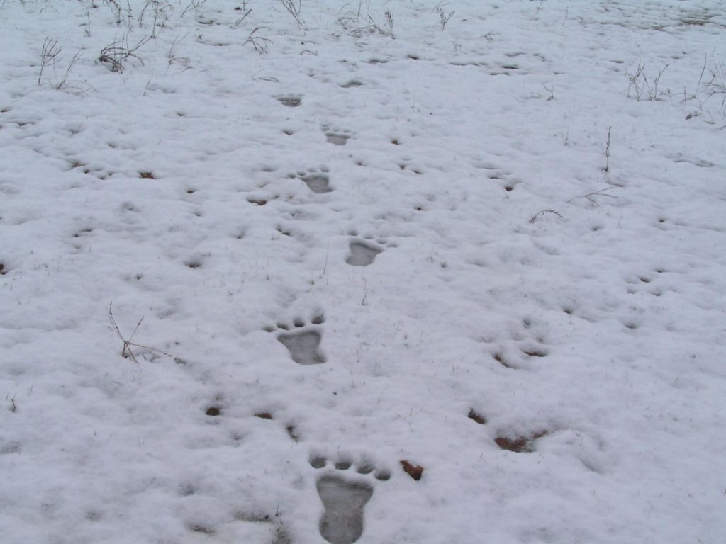 Bigfoot tracks