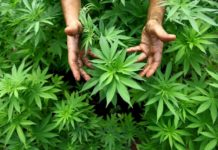 Kannabisztermesztők Verőcén