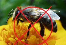 Községi zárlatot rendelt el a Kormányhivatal a mézelő méhekre