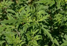 Augusztus 10-ig parlagfű mentesíteni kell a földeket