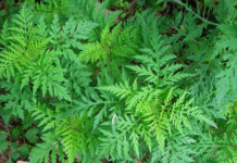 Kötelező a parlagfű-mentesítés!