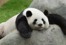 Terhességet színlelt egy panda, mert kényeztetésre vágyott