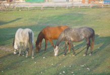 Lótartók, figyelem!