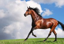 Dunakeszi régóta megőrül a lovakért