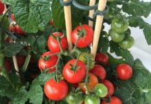 Dunakeszi nélkül ma nem ennénk paradicsomot