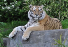 A Dzsungel Könyve Dunakeszin