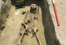 Medve ölhetett Dunakeszin