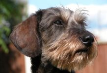 Pál: Dunakeszi leghíresebb kutyája