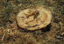 Újabb beteg fákat vágtak ki a Fő út mellett