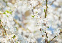 Tavaszköszöntő programok a Késő-római Kikötőerődben