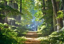 Elismerésben részesült a Dunakeszi Nyugdíjas Kiránduló Klub