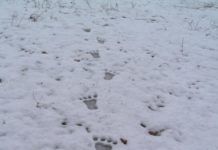 Jetit látott Putyin elnök