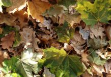 Itt, ekkor és így szabad égetni az avart és a kerti hulladékot!