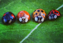 Vigyázat! Támadnak a rémkaticák Dunakeszin!