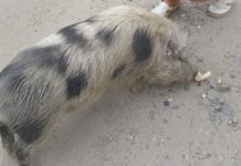 Malac csatangolt a Tőzeg tónál