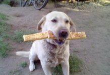 Mázli kellett a győzelemhez – lezárult a kisállatverseny