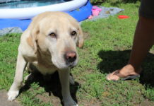 Mázli talán nem is sejtette, de díjat vittünk a gazdinak