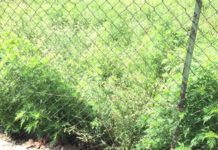 Méteres parlagfű, az önkormányzat intézkedik