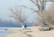 6 millióba kerül a városnak a tarvágás elkerülése