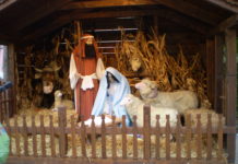 Túl kedves lett Dunakeszin a betlehemi jászol kisbáránya