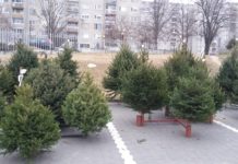 Ha most vesz karácsonyfát, akkor remek tippjeink vannak!