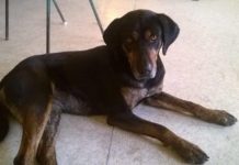 Megvan a dunakeszi kóbor kopó gazdája