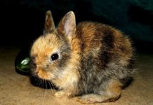 Nyulat mentettek a rendőrök