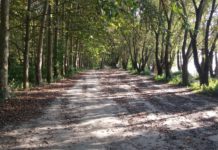 Az erdő, a strand és a hitvita