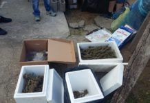 Videón a rendőrök dunakeszi akciója