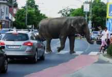 Ormányos állat adott ajándékot a polgármesternek