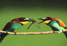 Még néhány mondat a botrányosnak vélt gyurgyalagügyről