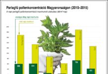 Milliókba kerülhet a parlagfű
