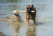 Kutyások figyelem! Érdemes átnézni ezt a tájékoztatót