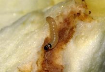 Itt a kukacos tészta ügyét tisztázni akaró levél