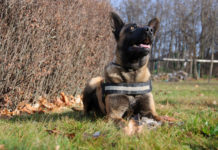 Méregkereső kutyákat képeztek ki Dunakeszin