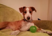 Az erkélyről kidobott dunakeszi kiskutya sorsa