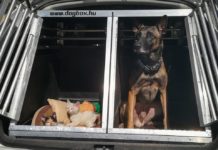 Tico, a rendőrkutya mentette a dunakeszi kiscicákat