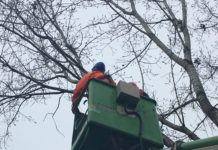 Fakivágás lesz Dunakeszin egy villanyvezeték miatt