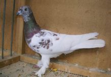 Tudta, hogy mostantól Dunakeszinek értékes galambja is van?