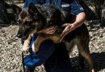 A halottkereső kutya, akit Professzor Asszonynak hívnak