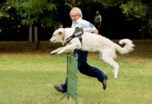 5 kuvaszról beszélt a biztos Dunakeszin