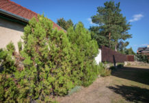 Így néz ki egy tiszta udvar, rendes ház Dunakeszin