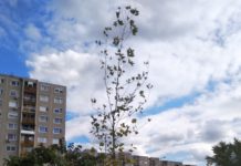 Elkezdődött az őszi faültetés Dunakeszin