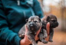 Dunakeszin születtek! Adjon nekik nevet!