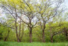 18 ezer fa Alag közelében