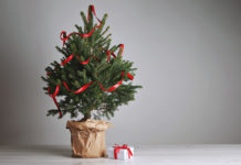 Cserepes fenyőfája van? Így ültesse ki!