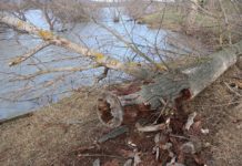 Kárba biztosan nem vész a kivágott fa