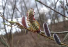 Neveljen fákat otthon a Duna-part védelmében!