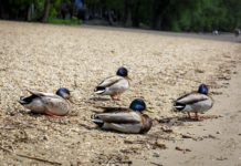 Ezen a hétvégén még akár fürödhet is a Dunában