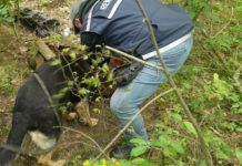 A dunakeszi rendőrök is részt vettek a nagy fogásban